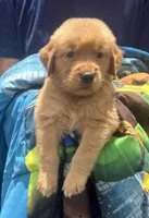 Benny, a male Golden Retriever for sale in Houston, TX – 3 of 5
