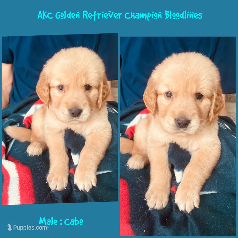 Cabo – Golden Retriever puppy for sale in Houston, TX