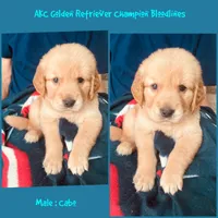 Cabo, a male Golden Retriever for sale in Houston, TX – 1 of 4