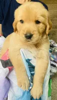 Cabby, a male Golden Retriever for sale in Houston, TX – 4 of 4