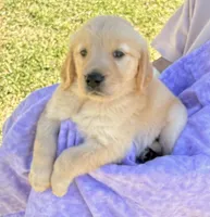 Kiko, a female Golden Retriever for sale in Houston, TX – Photo 3 of 6