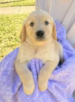 Kiko, a female Golden Retriever for sale in Houston, TX – Photo 2 of 6