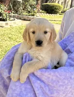 Kiko, a female Golden Retriever for sale in Houston, TX – Photo 6 of 6