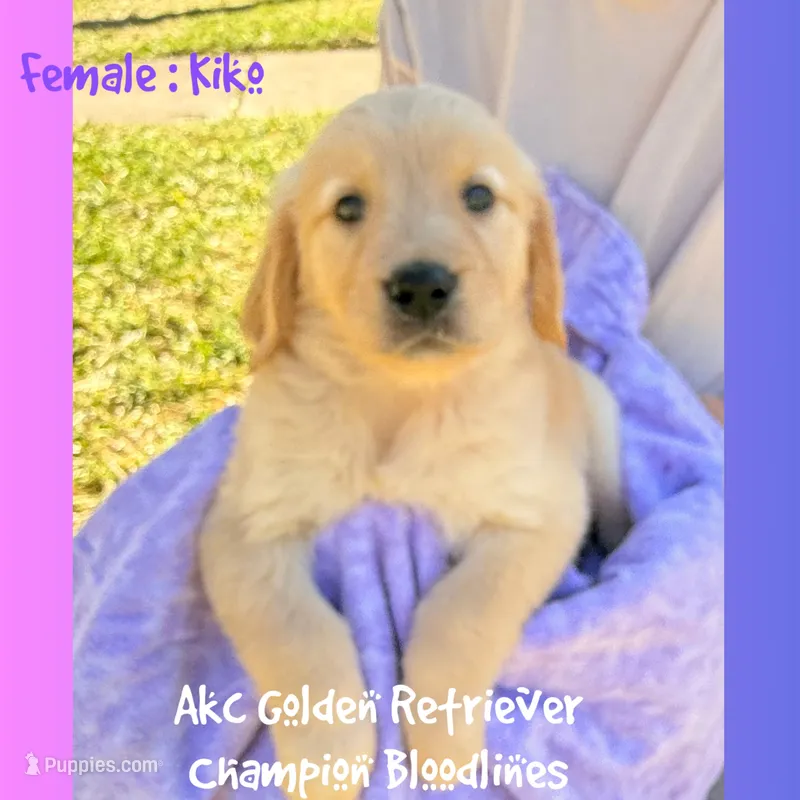 Kiko – Golden Retriever puppy for sale in Houston, TX