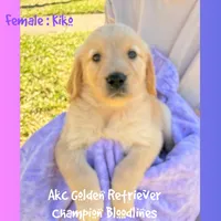 Kiko, a female Golden Retriever for sale in Houston, TX – Photo 1 of 6