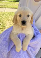 Kiko, a female Golden Retriever for sale in Houston, TX – Photo 4 of 6