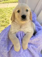 Kiko, a female Golden Retriever for sale in Houston, TX – Photo 5 of 6