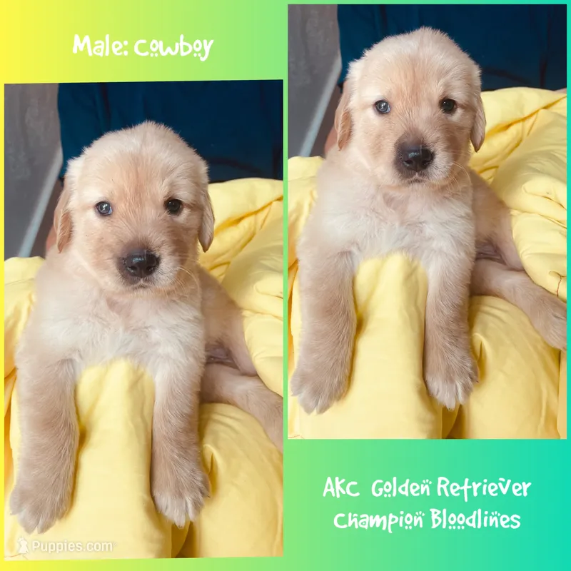 Cowboy – Golden Retriever puppy for sale in Houston, TX
