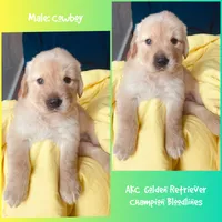 Cowboy, a male Golden Retriever for sale in Houston, TX – 1 of 5