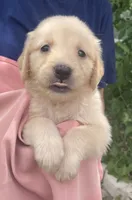 Baby, a female Golden Retriever for sale in Houston, TX – 5 of 5