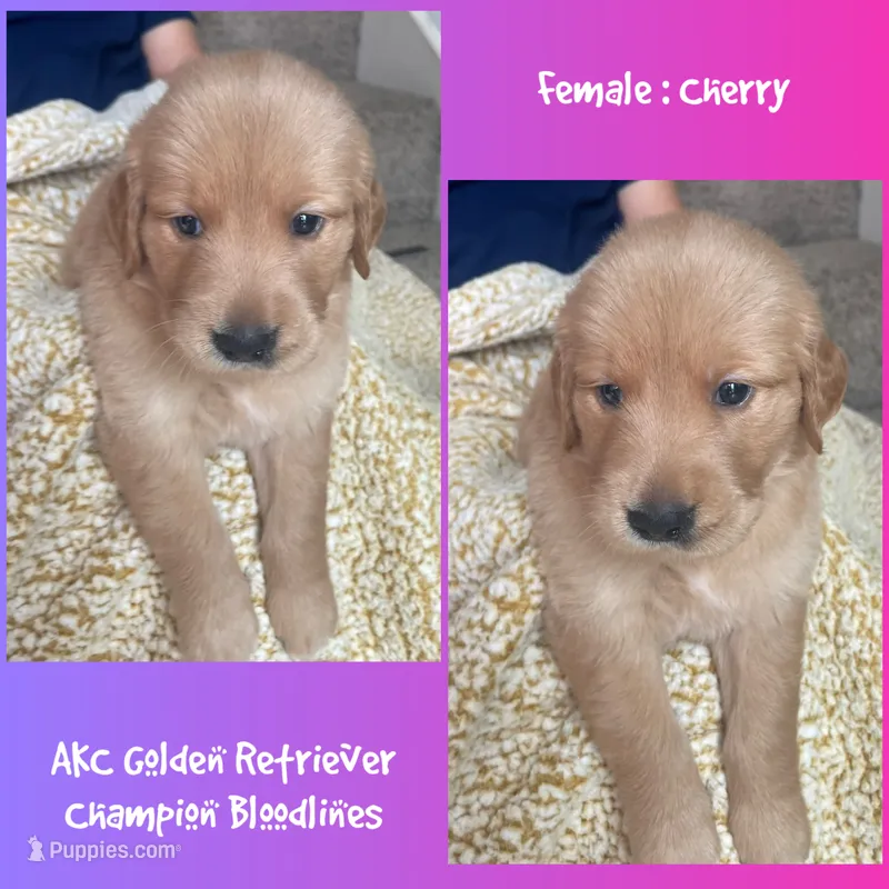 Cherry – Golden Retriever puppy for sale in Houston, TX