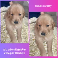 Cherry, a female Golden Retriever for sale in Houston, TX – 1 of 5