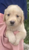 Baby, a female Golden Retriever for sale in Houston, TX – 4 of 5