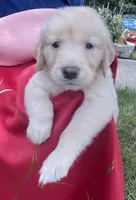 Biddy , a female Golden Retriever for sale in Houston, TX – 2 of 4