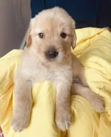 Cowboy, a male Golden Retriever for sale in Houston, TX – 4 of 5