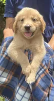 Bay, a male Golden Retriever for sale in Houston, TX – 3 of 4