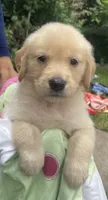 Bella, a female Golden Retriever for sale in Houston, TX – 2 of 4