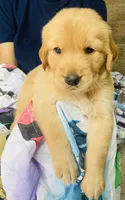 Cabby, a male Golden Retriever for sale in Houston, TX – 2 of 4