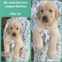 Kai, a male Golden Retriever for sale in Houston, TX – 1 of 1