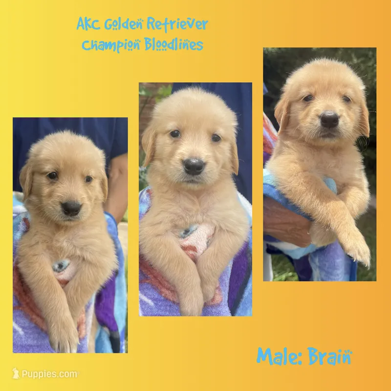 Brain – Golden Retriever puppy for sale in Houston, TX
