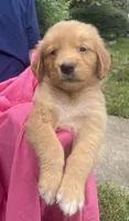 Baby, a female Golden Retriever for sale in Houston, TX – 4 of 5