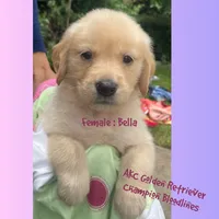 Bella, a female Golden Retriever for sale in Houston, TX – 1 of 4