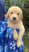 Booker, a male Golden Retriever for sale in Houston, TX – 3 of 4