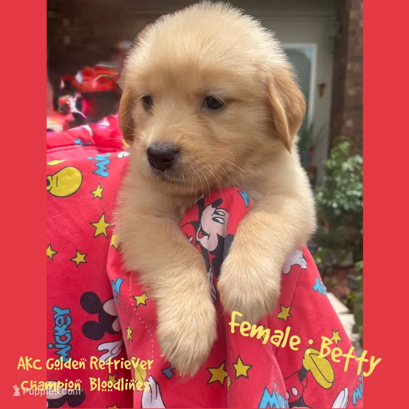 Betty – Golden Retriever puppy for sale in Houston, TX