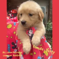 Betty, a female Golden Retriever for sale in Houston, TX – 1 of 4