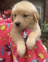 Betty, a female Golden Retriever for sale in Houston, TX – 3 of 4