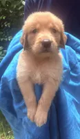 Buck, a male Golden Retriever for sale in Houston, TX – 2 of 4
