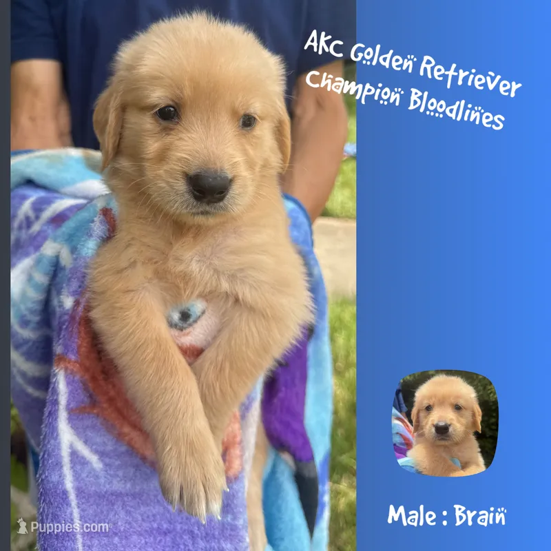 Brain – Golden Retriever puppy for sale in Houston, TX