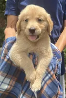 Bay, a male Golden Retriever for sale in Houston, TX – 4 of 4