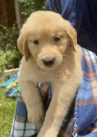 Bay, a male Golden Retriever for sale in Houston, TX – 2 of 4