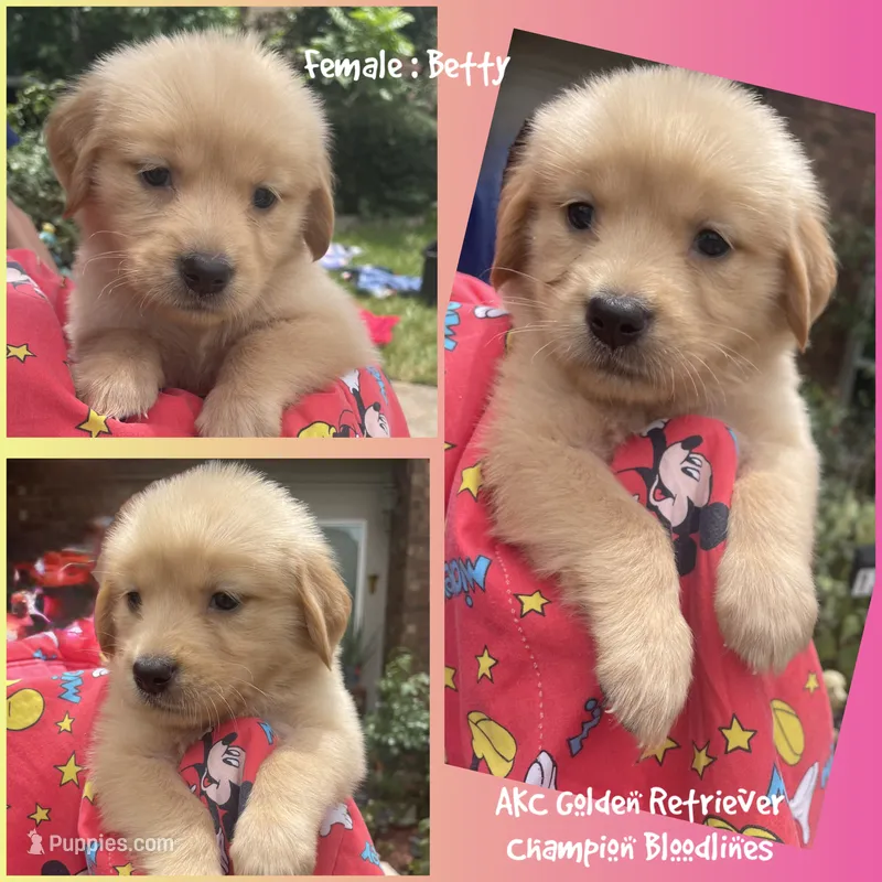Betty – Golden Retriever puppy for sale in Houston, TX