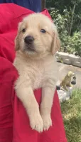 Berry, a female Golden Retriever for sale in Houston, TX – 4 of 6