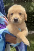 Brain, a male Golden Retriever for sale in Houston, TX – 4 of 5