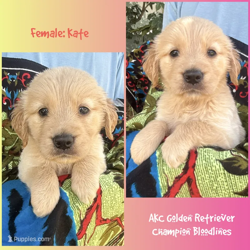 Kate – Golden Retriever puppy for sale in Houston, TX
