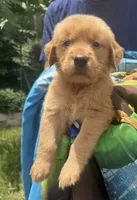 Benny, a male Golden Retriever for sale in Houston, TX – 4 of 5