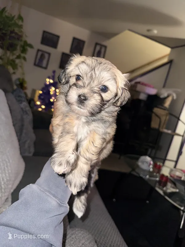 Milo litter  – Shihpoo puppy for sale in Madison, WI