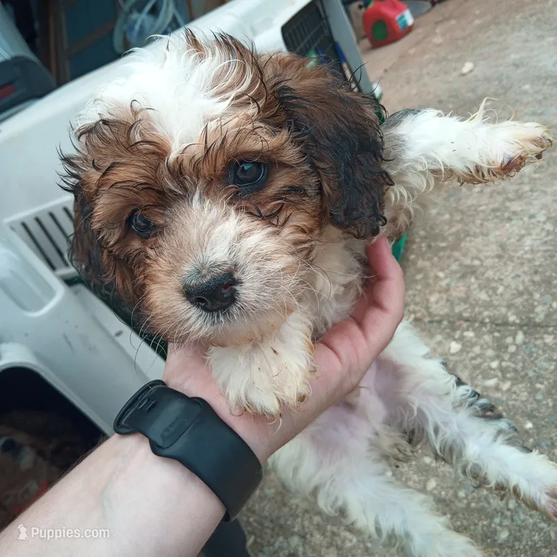 Blaze – Miniature Bernedoodle puppy for sale in Glade Hill, VA