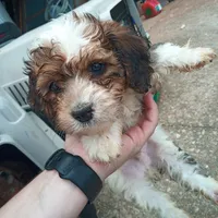 Blaze, a male Miniature Bernedoodle for sale in Glade Hill, VA – 1 of 1