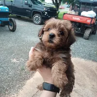 Buster, a male Yorkipoo for sale in Glade Hill, VA – 1 of 1