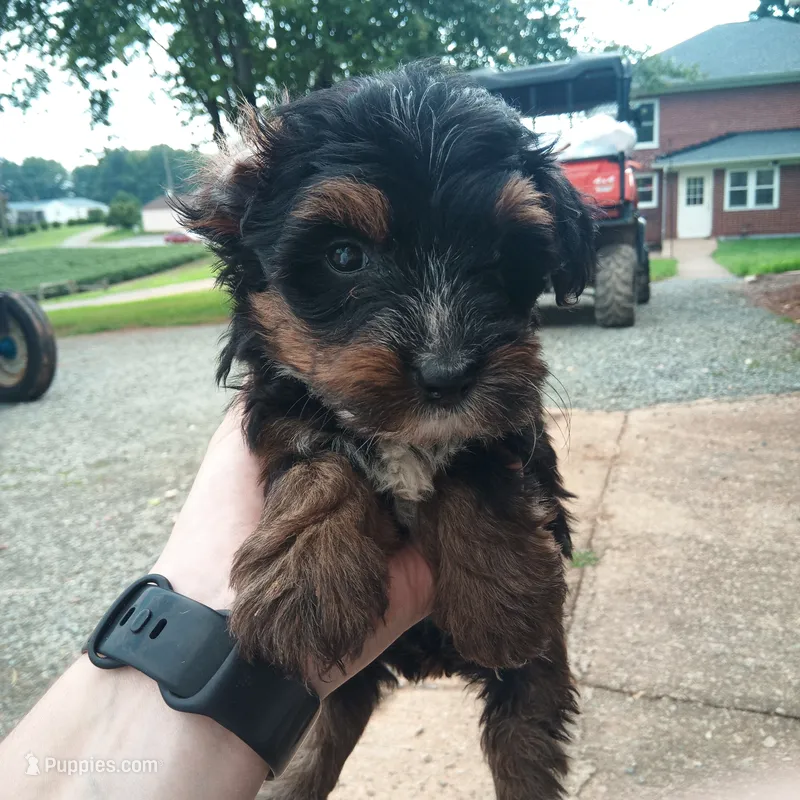 Parker – Yorkipoo puppy for sale in Glade Hill, VA