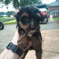 Parker, a female Yorkipoo for sale in Glade Hill, VA – 1 of 1