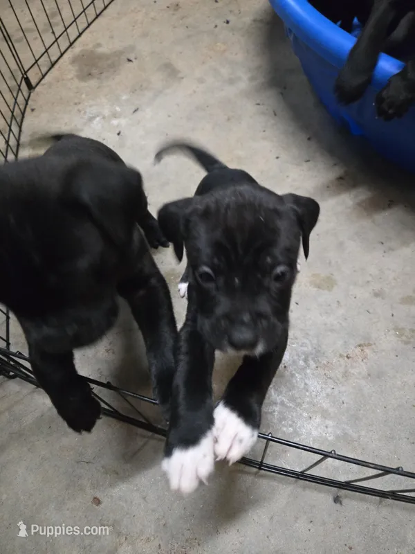 One – American Bulldog, Cane Corso puppy for sale in Fayetteville, GA