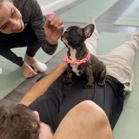 Brownie, a male French Bulldog for sale in Brooklyn, NY – Photo 2 of 5