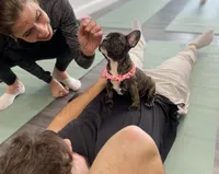 Brownie, a female French Bulldog for sale in Brooklyn, NY – Photo 2 of 5