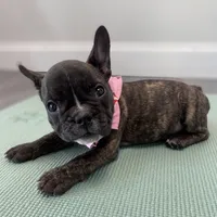 Brownie, a male French Bulldog for sale in Brooklyn, NY – Photo 4 of 5