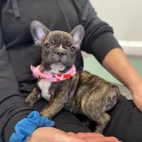 Brownie, a male French Bulldog for sale in Brooklyn, NY – Photo 1 of 5